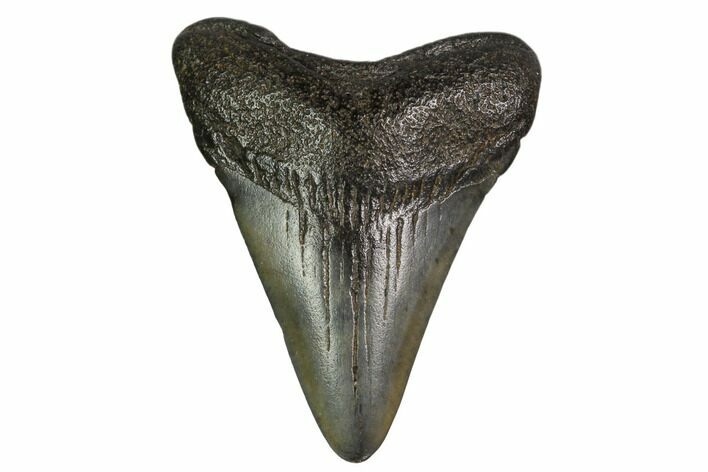 Juvenile Megalodon Tooth - Georgia #158809
